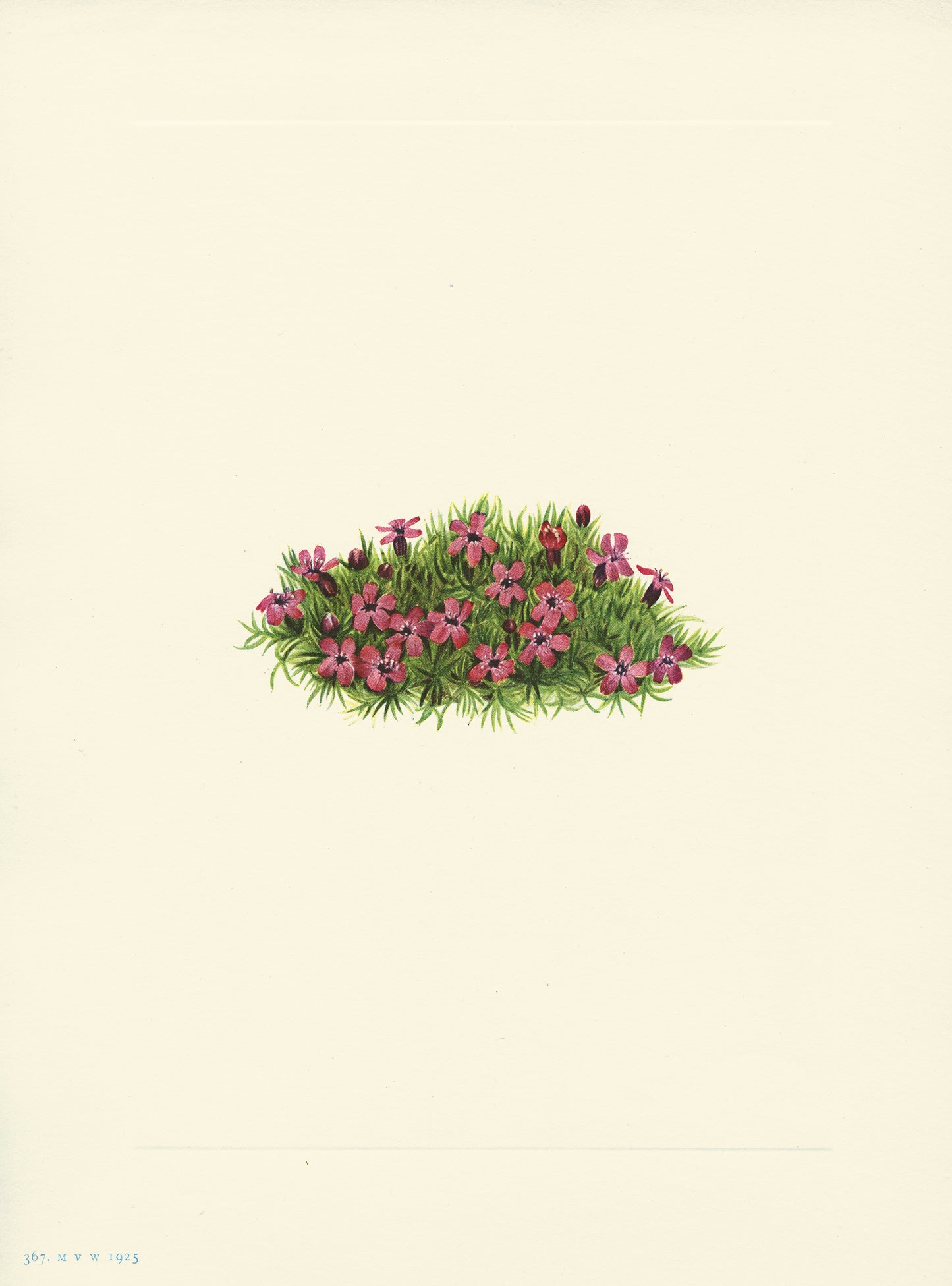 Moss Campion - Print - Stomping Grounds