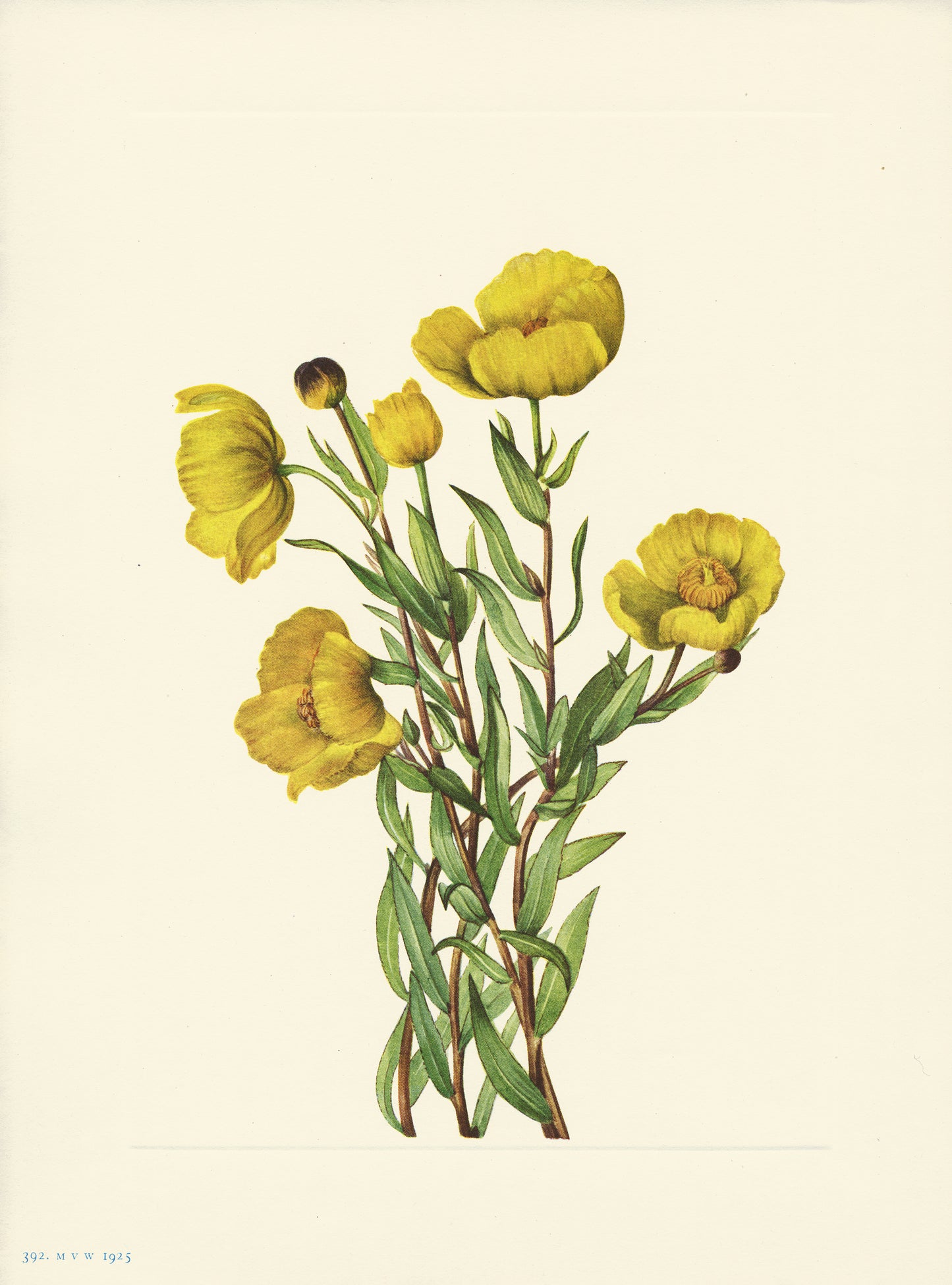 Bush Poppy - Print - Stomping Grounds