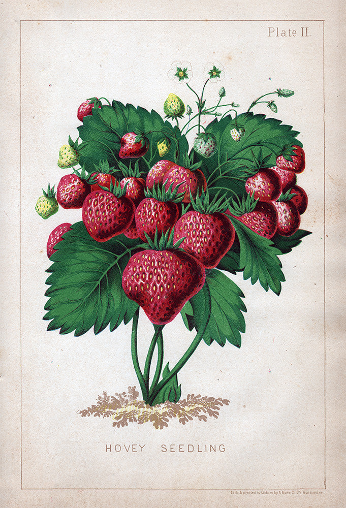 Hovey Seedling Strawberry – Stomping Grounds