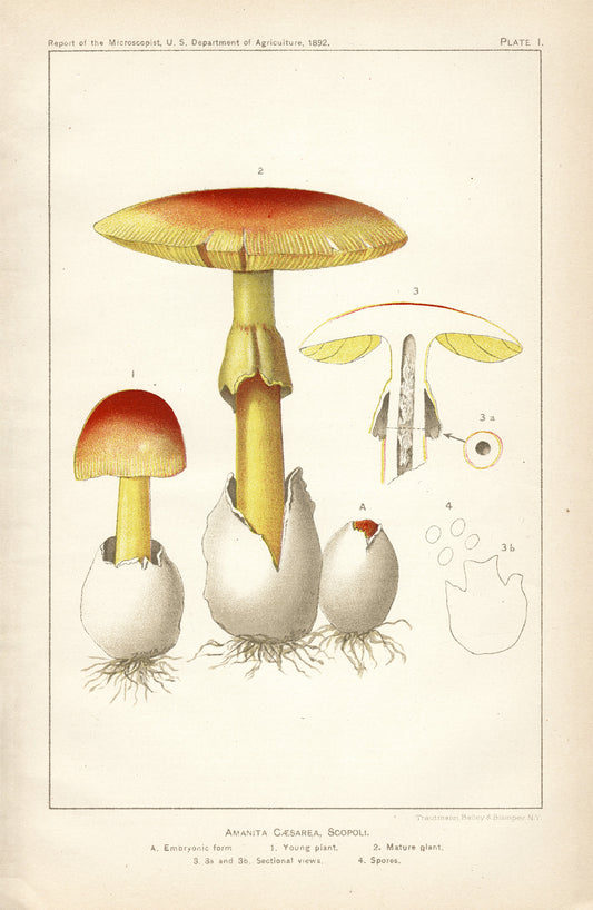 Artificial Veggie Mushroom 4.7 Tall